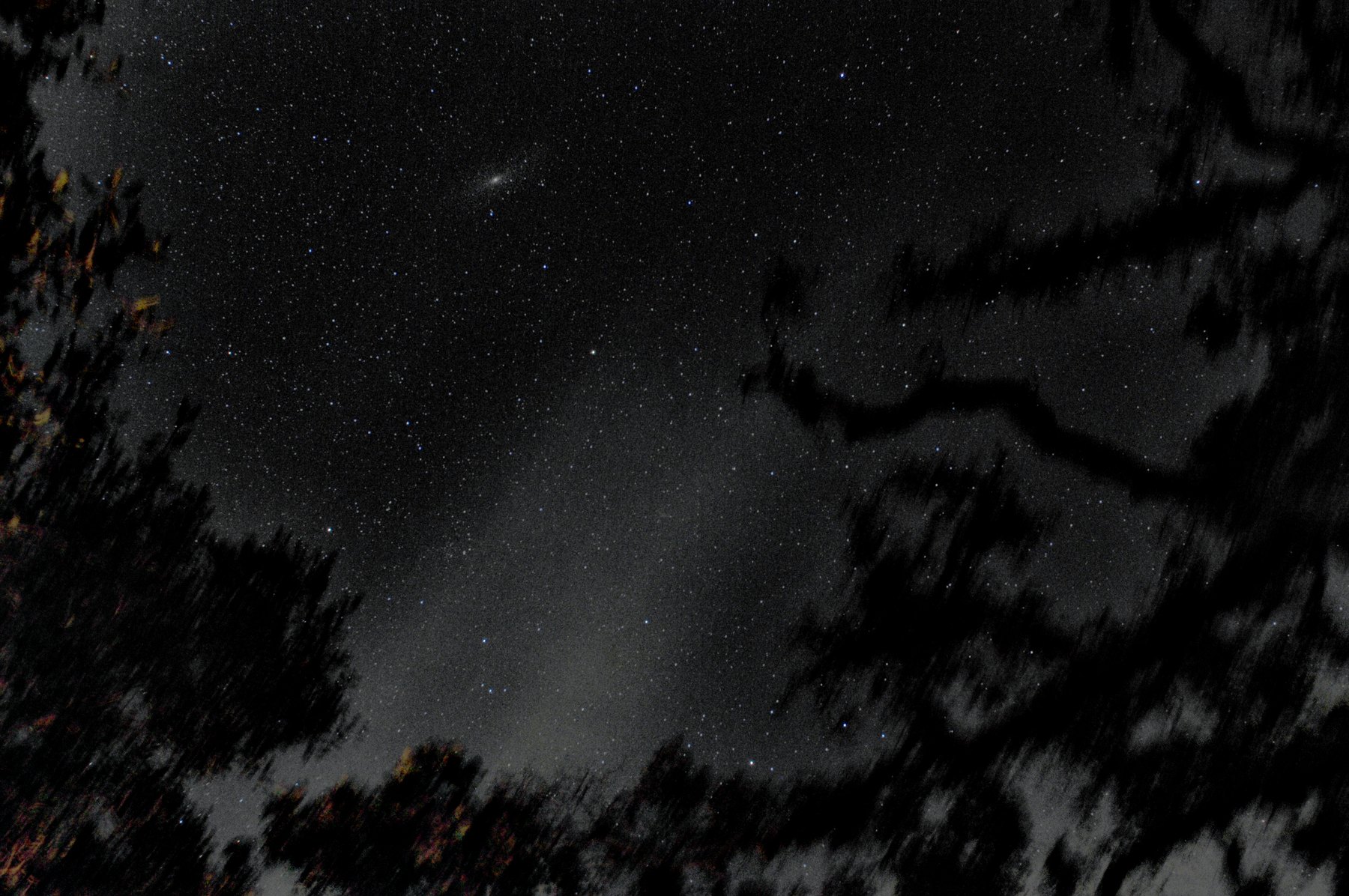Star field through wind-blurred oak branches; the Andromeda galaxy a small elongated glow